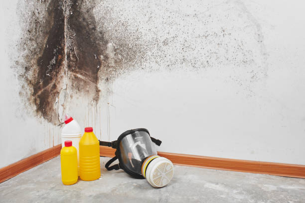 Mold Testing and Removal in Ovid, MI